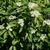 Shrub with clusters of white flowers.
