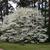 Cornus florida