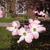 Cornus florida