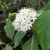 Cluster of small, white, 4-petaled flowers.