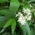 Cornus foemina