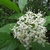 Cluster of small, white, 4-petaled flowers.
