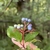 Hand cradling a leafy branch with blue berry-like fruits.