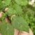 Hand cradling a leafy branch with opposite, ovate leaves.