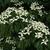 Cornus kousa