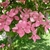 Flower clusters subtended by four pink bracts.