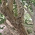 Flaky bark on the trunk of a mature tree.