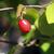 leaves and berry