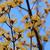 leaves and flowers