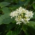 Cornus alba