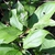 Leaves with veins that bend toward the tips and smooth margins.