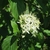 A cluster of white, star-like flowers