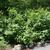 Cornus sericea Flaviramea form