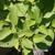 Cornus sericea Flaviramea leaves