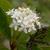 Cornus sericea flowers 2