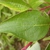 Ovate leaves with reticulate veins and smooth margins.