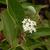 Cornus sericea summer flower
