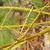 Cornus sericea 'Flaviramea'