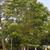 Cornus wilsoniana
