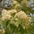 Cornus wilsoniana