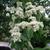 Cornus wilsoniana