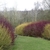 Border of leafless shrubs with either red or green stems.