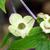 leaves and flowers