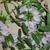 Coronilla varia L. leaves