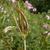Coronilla varia seed pod