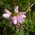 Coronilla varia umble