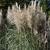 Cortaderia selloana