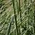 Cortaderia selloana