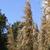 Cortaderia selloana
