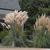 Cortaderia selloana