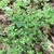 Green leaves in a rosette