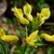Closeup of yellow tubular flowers