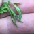 Green tubula capsules