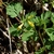 Green compound leaves and yellow flowers