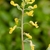 Cluster of yellow tubular flowers