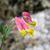 Corydalis sempervirens close up of flower