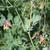 Corydalis sempervirens flower and leaves