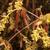Corylopsis sinensis
