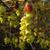 Corylopsis sinensis