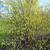 Corylopsis sinensis