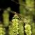 Corylopsis spicata