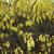 Corylopsis spicata