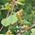 Corylopsis spicata