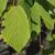 Close up of leaf.