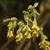 Yellow flowers