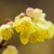 Corylopsis spicata